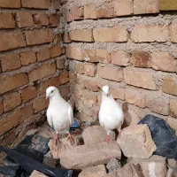 کبوتر|پرنده|بوئین زهرا, |دیوار