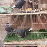 چند جفت کبوتر خوشگل سینه سیاه وسینه قهوای|پرنده|کرمان, |دیوار