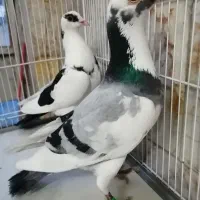 جفت کفتر نروماده ابلق پلنگ سبزابلق پلنگ سیاه