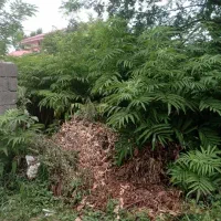 فروش فوری زمین ۲۰۰ متری تالش ( ترشابر )|فروش زمین و ملک کلنگی|تالش, هشتپر|دیوار