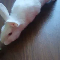 خرگوش آلبینو