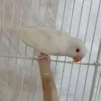 جوجه دونخور