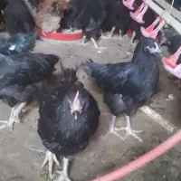 جوجه گلپایگان تاقچه 110روزه مرغ خروس سیاه جهادی|حیوانات مزرعه|مشهد, وکیل‌آباد|دیوار