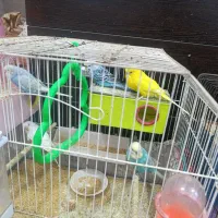 عروس هلندی|پرنده|خرمشهر, |دیوار