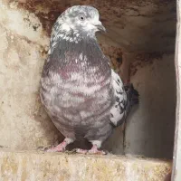 کبوتره گم شده