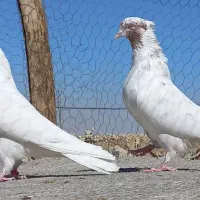 کبوتر پرشی اصیل کاشان|پرنده|کاشان, راوند|دیوار