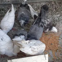کبوتر