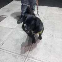 سگ خانگی|سگ|کرج, کوی امامیه|دیوار