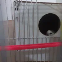 جفت کوتوله|پرنده|مشهد, بهاران|دیوار