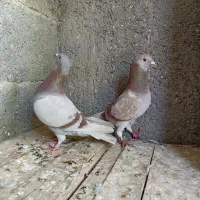 دو عدد کبوتر غوره نر
