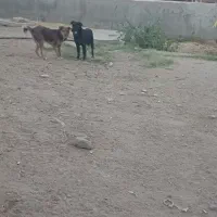 سگ پاکوتاه