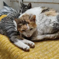 واگذاری گربه رایگان|گربه|شاهرود, |دیوار