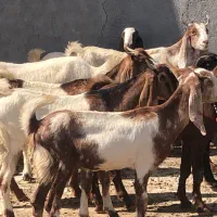 20راس چپش پاکستانی جنس یک(میش بره بزغاله گوسفند)|حیوانات مزرعه|قم, آرامستان بهشت معصومه|دیوار