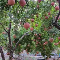 فروش انار درجه یک و دو سیاب