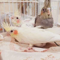 جوجه عروس هلندی