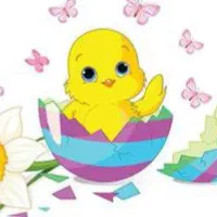 جوجه گلپایگان چهار روزه واکسن خورده سالم و سرحال