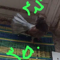 کبوتر دمچتری جوجه و بالغ. نرو ماده|پرنده|بابلسر, |دیوار