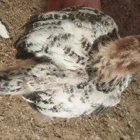 جوجه بومی   ۲ماه و نیم گلپایگان