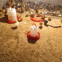 جوجه گلپایگانی 20روزه|حیوانات مزرعه|قلعه نو, |دیوار