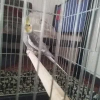 عروس هلندی نر