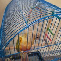 طوطی گیرینچیک|پرنده|فلاورجان, |دیوار