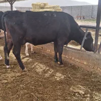 گاو شیری،نوبر ،تلیسه ابستن