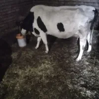 گاو|حیوانات مزرعه|دهگلان, |دیوار