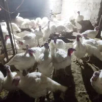 فروش بوقلمون محلی زنده یا کشتار|حیوانات مزرعه|آباده, |دیوار