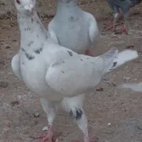 کفتر گوره سینه سفید،شامی،میولمنز،طوق هفترنگ|پرنده|وحدتیه, |دیوار