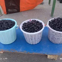 تمشک