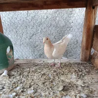 ماده پلاکی اصل