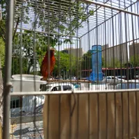 قناری نر بخون پس بالا سرخ