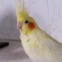 عروس هلندی ماده گمشده