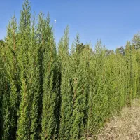 نهال سروناز