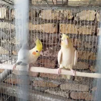 جفت عروس هلندی با قفس|پرنده|میناب, |دیوار