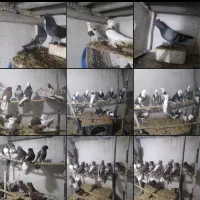 کبوتر|پرنده|گرگان, |دیوار