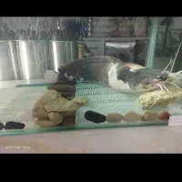 آکواریوم ده میل با ماهی تجهیزات