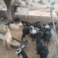 ۱۸ راس بز|حیوانات مزرعه|الشتر, |دیوار