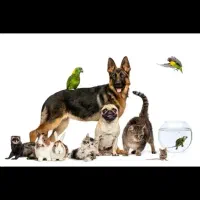 واگذاری انواع گربه|گربه|اصفهان, رهنان|دیوار