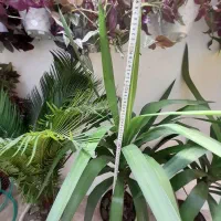 انواع  گلها  سیکاس ویوکا|گل و گیاه طبیعی|رشت, پیرکلاچای|دیوار