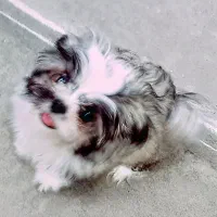 چهار عدد توله شیتزو تریر اصل|سگ|ساری, |دیوار