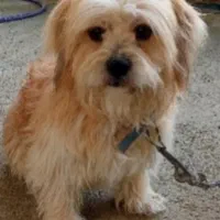 سگ شیتزو نر دوساله