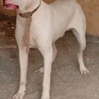 داگو|سگ|شاهدشهر, |دیوار