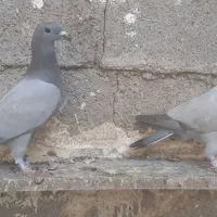 فروش سبز بی خط|پرنده|کوه چنار, |دیوار