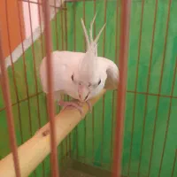 عروس هلندی آلبینو