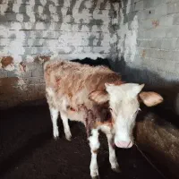 گوساله پای کل نهایتا یک ساله