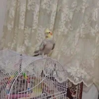 عروس هلندی نر