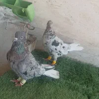 کبوتر