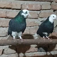 کبوتر نرو ماده