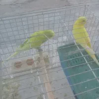 مرغ عشق|پرنده|لالی, |دیوار